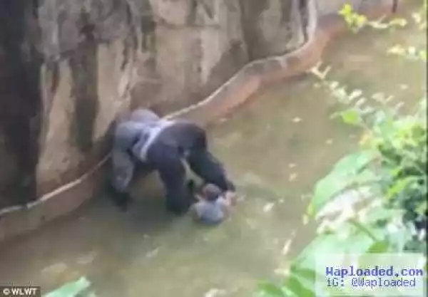 Photo: 17 year old gorilla shot dead after 4-year-old boy falls into his enclosure
